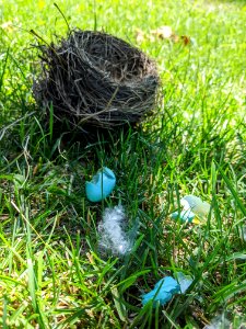 Fallen robin nest photo