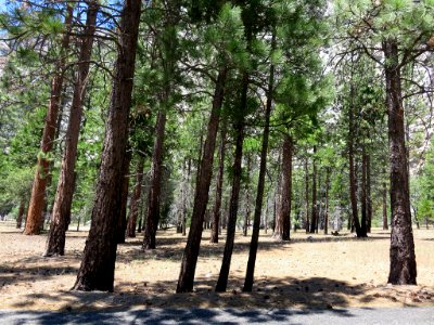 Cedar Grove at Kings Canyon NP in CA