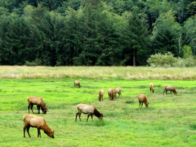 Elk Herd at Pacific Coast In OR