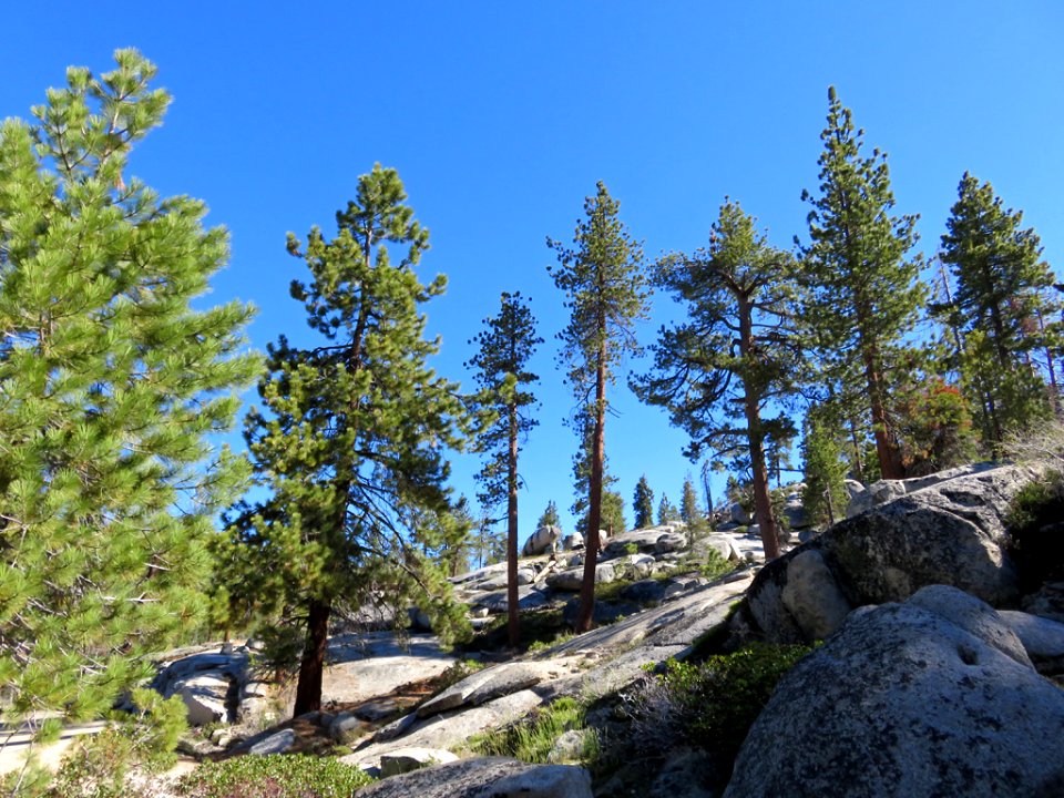 Sequoia National Park in CA