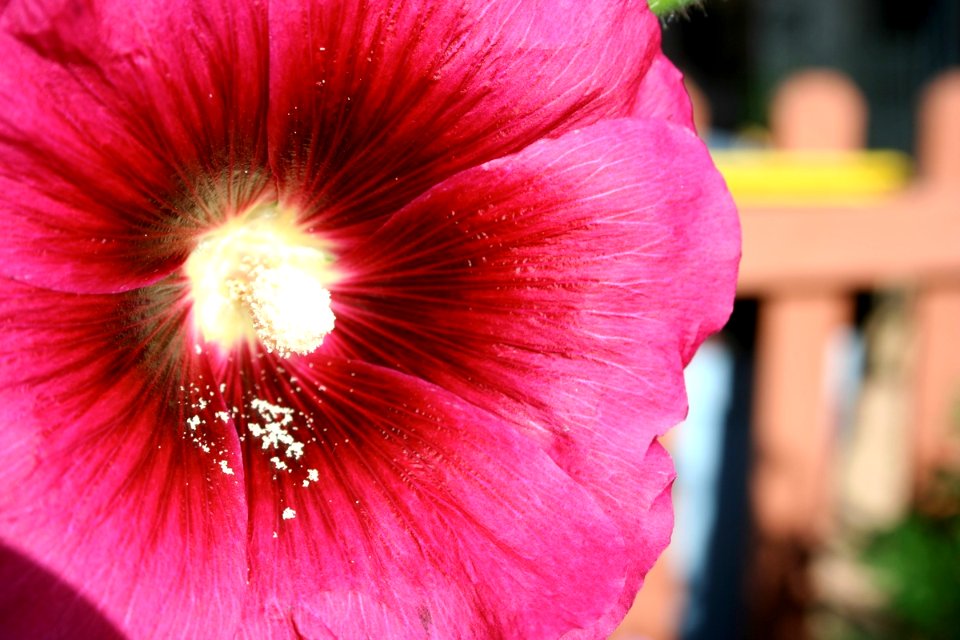 Pollen Spill