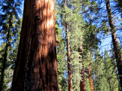 Sequoia NP in CA photo