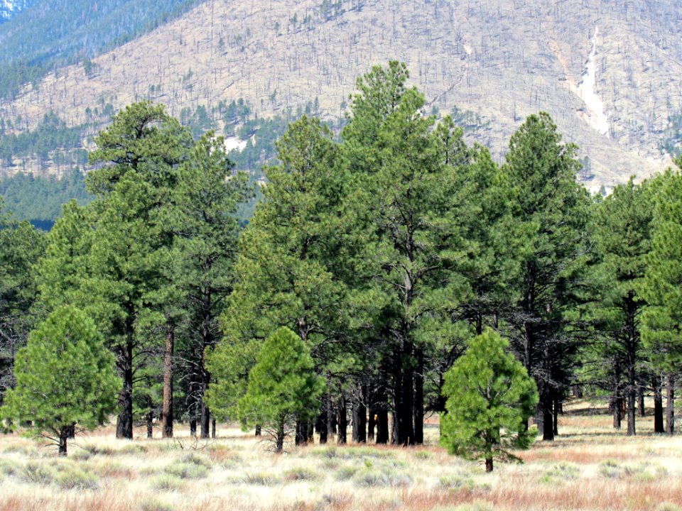 Sunset Crater Volcano NM in Arizona