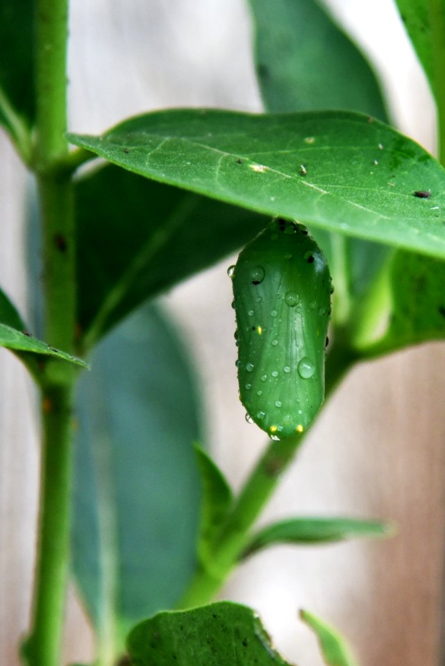 Monarch chrysalis on common milkweed (day 3)