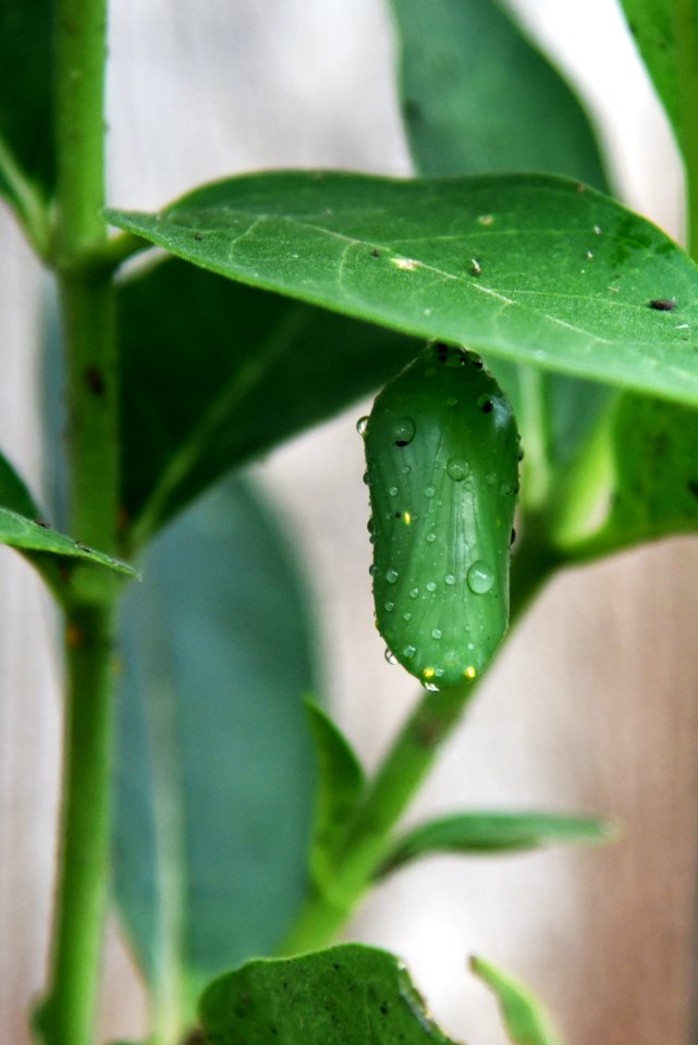 Monarch chrysalis on common milkweed (day 3) photo