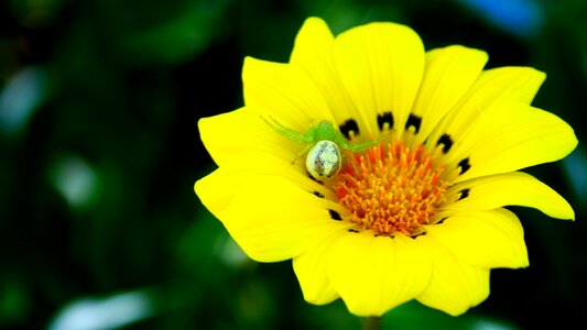 Natural flower spider