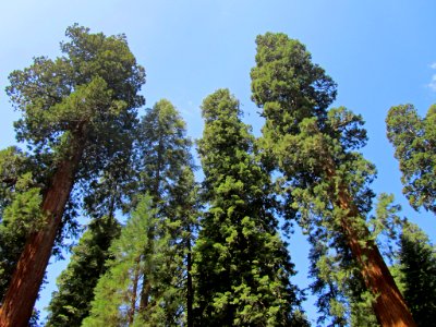 Sequoia NP in CA