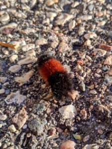 Woolly bear caterpillar photo