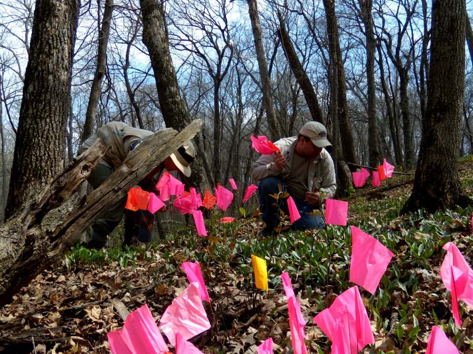 Dwarf trout lily survey: April 14, 2010