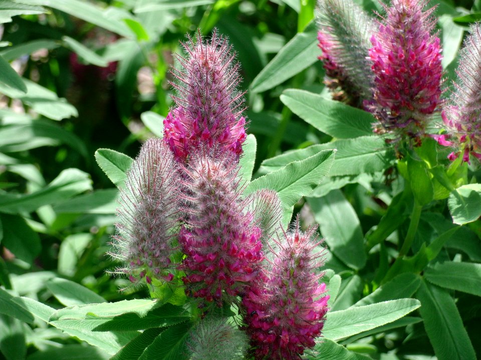 Blume