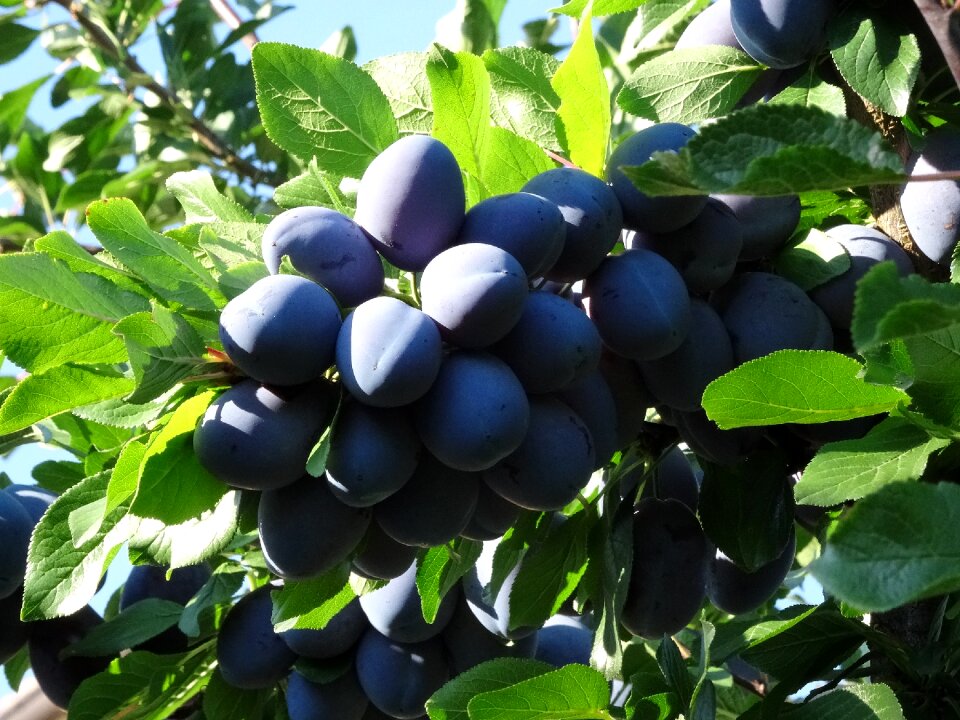 Plum tree orchard fruit