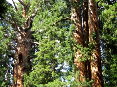 Sequoia NP in CA