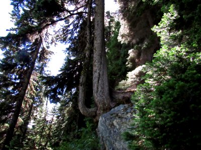 Maple Pass Trail at North Cascades NP in WA