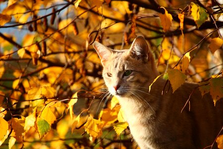Mieze fall foliage kitten