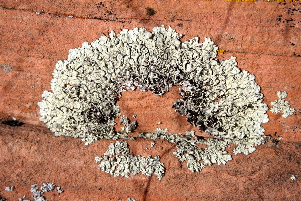 Lichen On Sandstone
