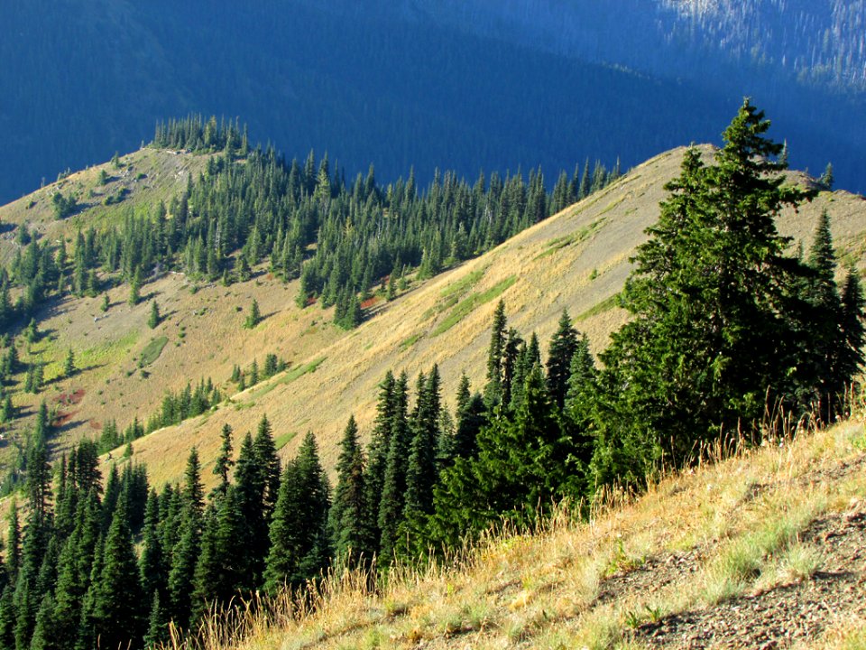 Hurricane Ridge at Olympic NP in WA
