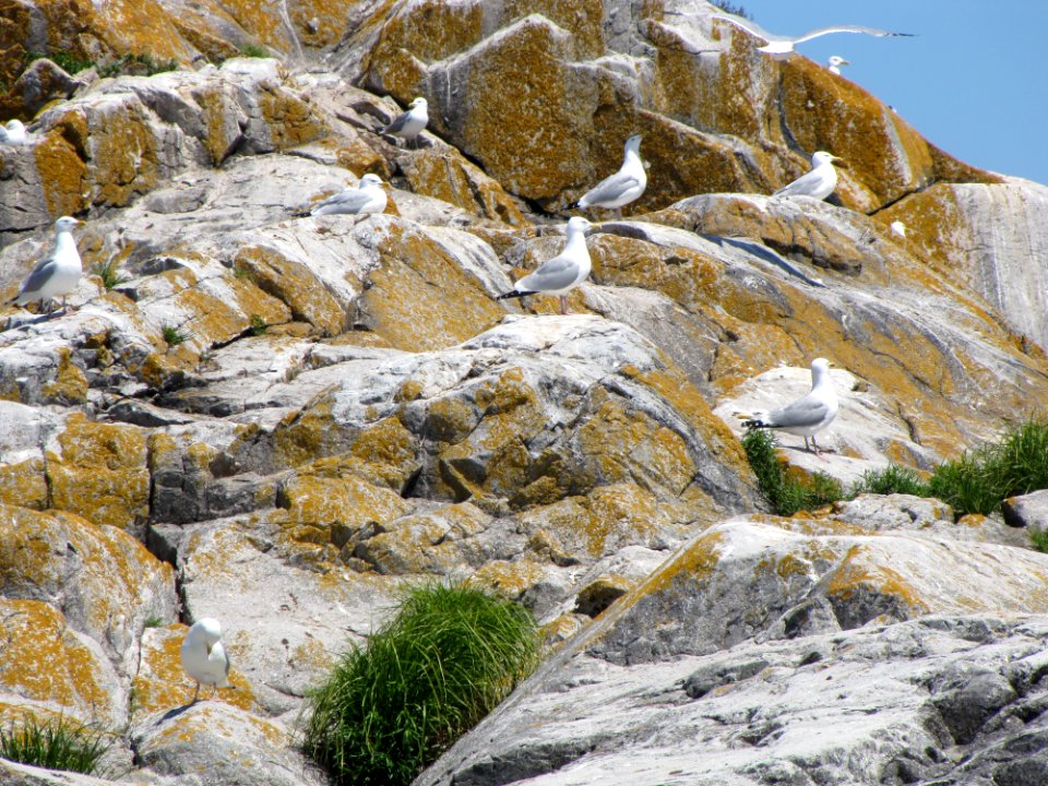 Gull Rock Island with herring gulls