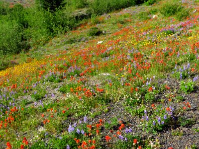 Wildflowers at Mt. St. Helens NM in Washington photo