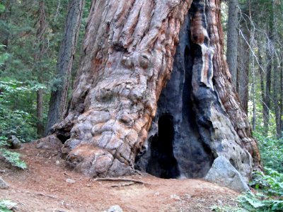 Sequoia NP in CA