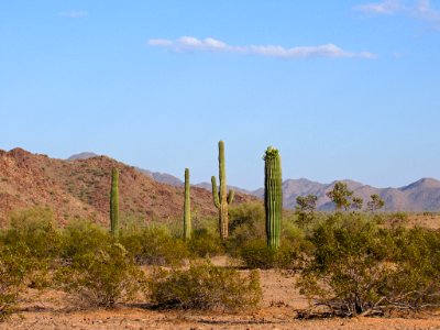 Sonoran Desert NM in AZ
