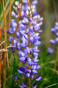 Wild Lupine