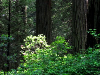 Redwoods in California