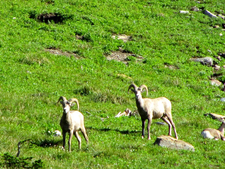 Bighorn Sheep at Glacier NP in MT