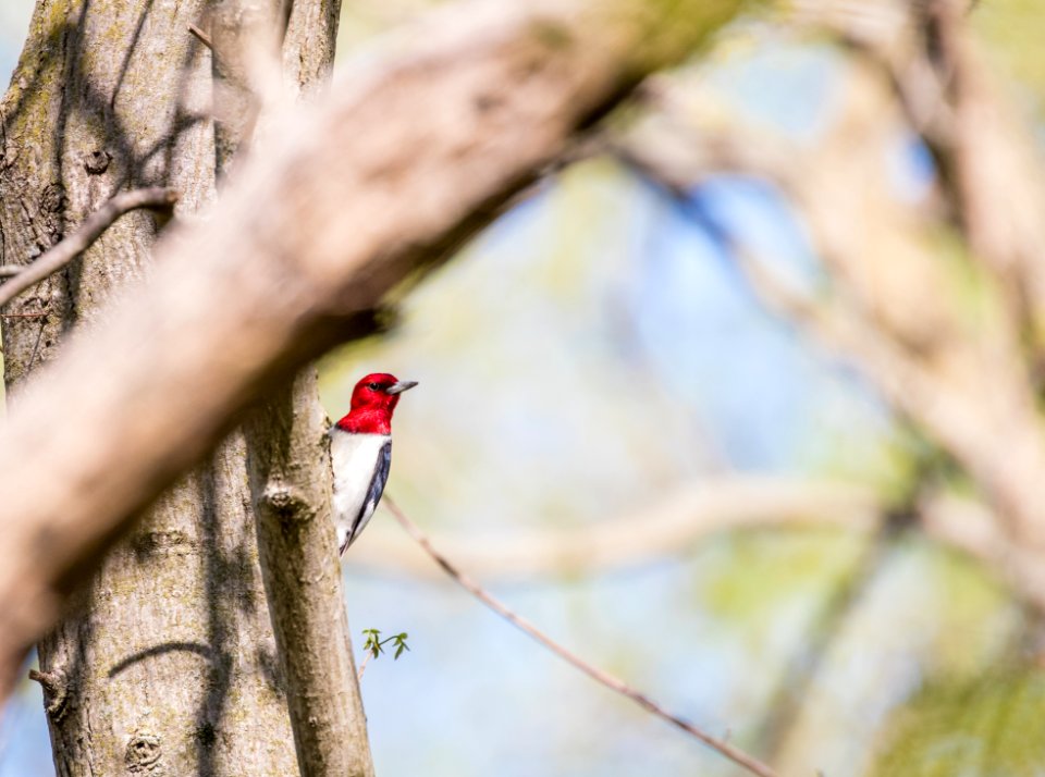 Red-headed woodpecker