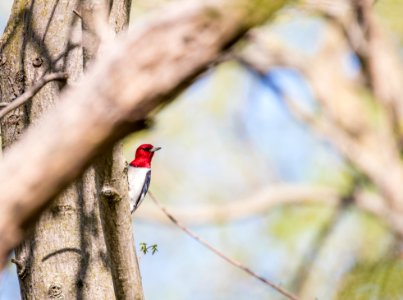 Red-headed woodpecker