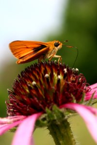 Skipper butterfly