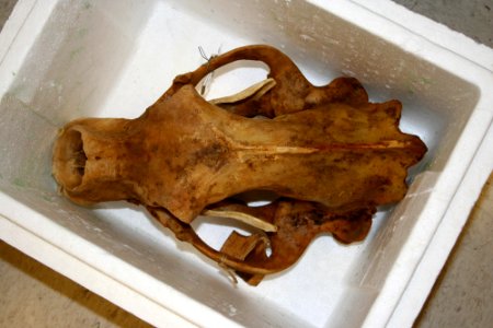 Please Return My Skull