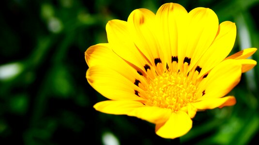 Natural flower spider photo