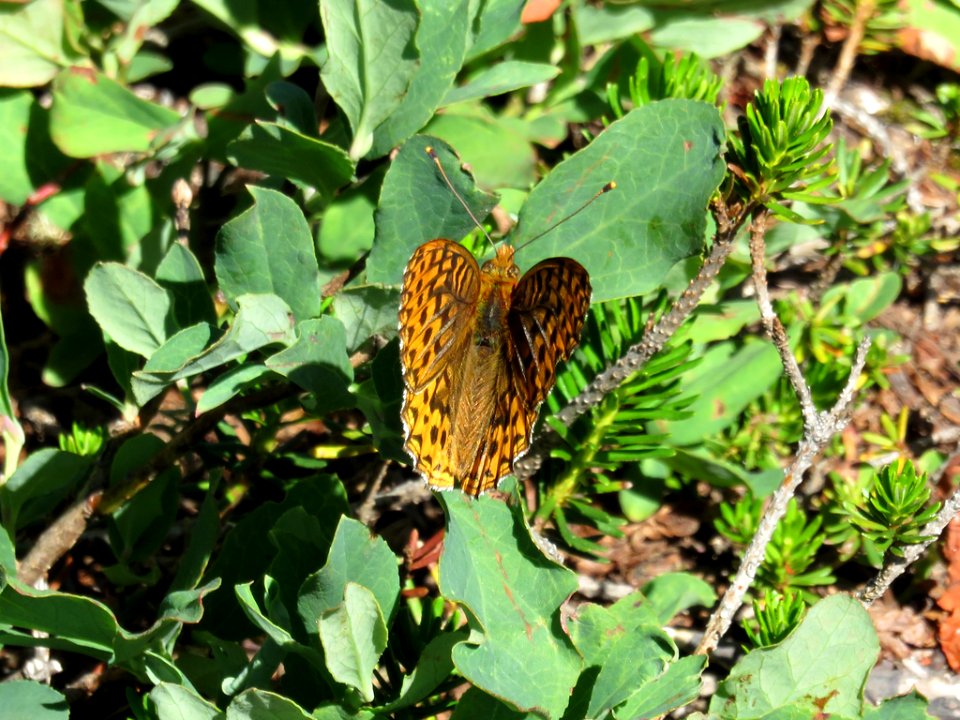 Butterfly at Mt. Baker-Snoqualmie NF in Washington