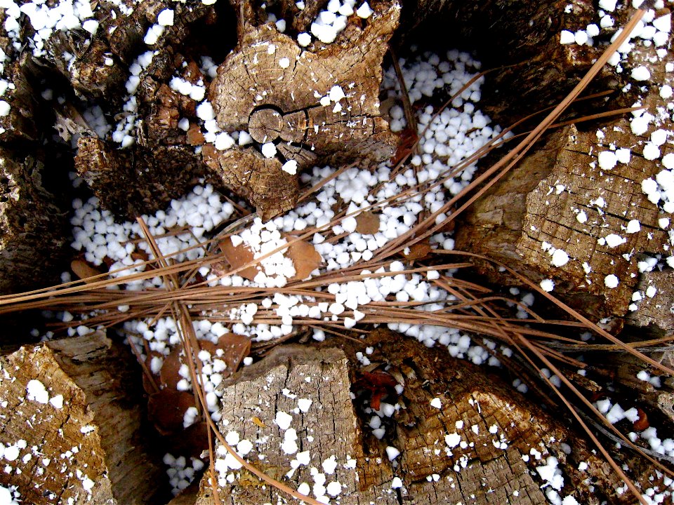 Snow on Stump