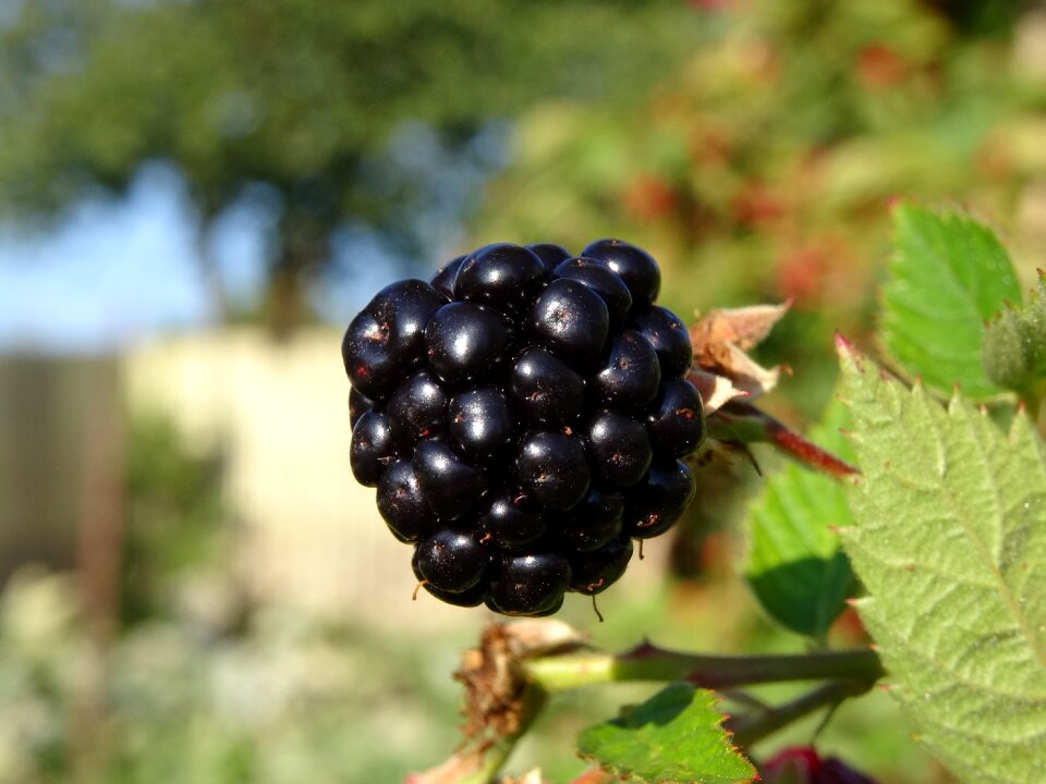 Blackberry orchard fruit