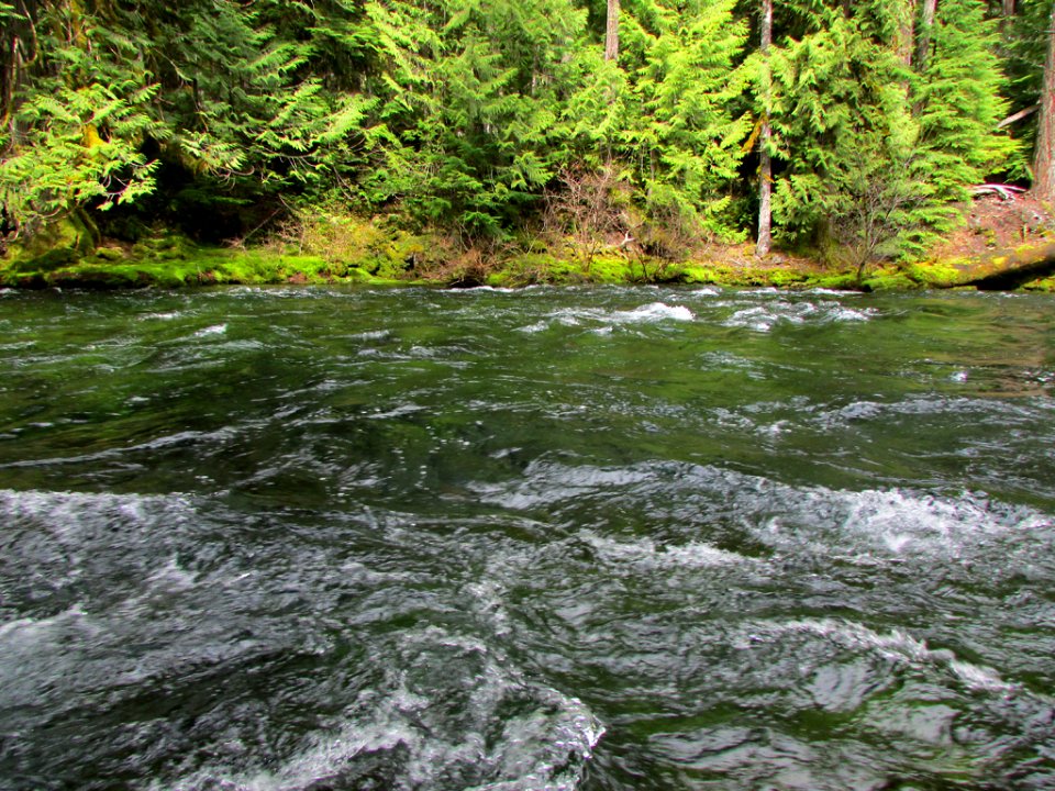 McKenzie River Trail in Central OR