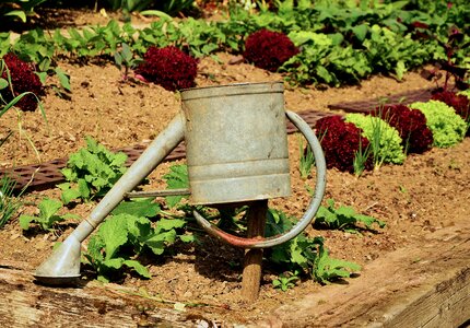Casting salad watering can