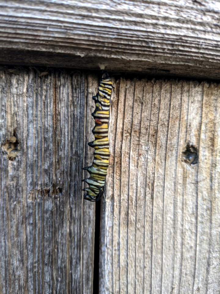 A monarch caterpillar parasitized by tachinid flies