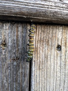A monarch caterpillar parasitized by tachinid flies photo