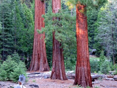 Trail Of 100 Giants at Sequoia NF in CA