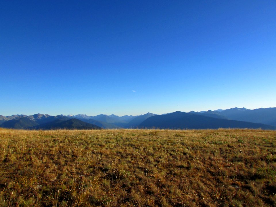 Hurricane Ridge at Olympic NP in WA