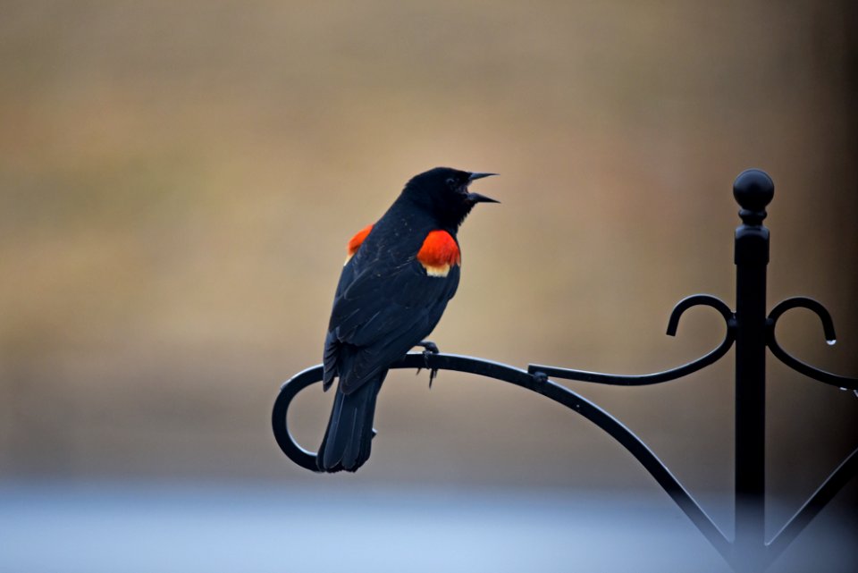 Red-winged blackbird