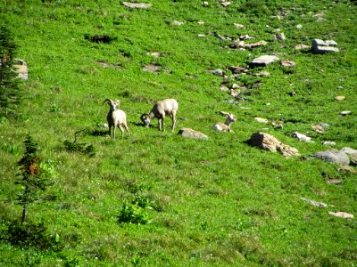 Bighorn Sheep at Glacier NP in MT