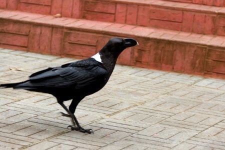 The White Necked Crow