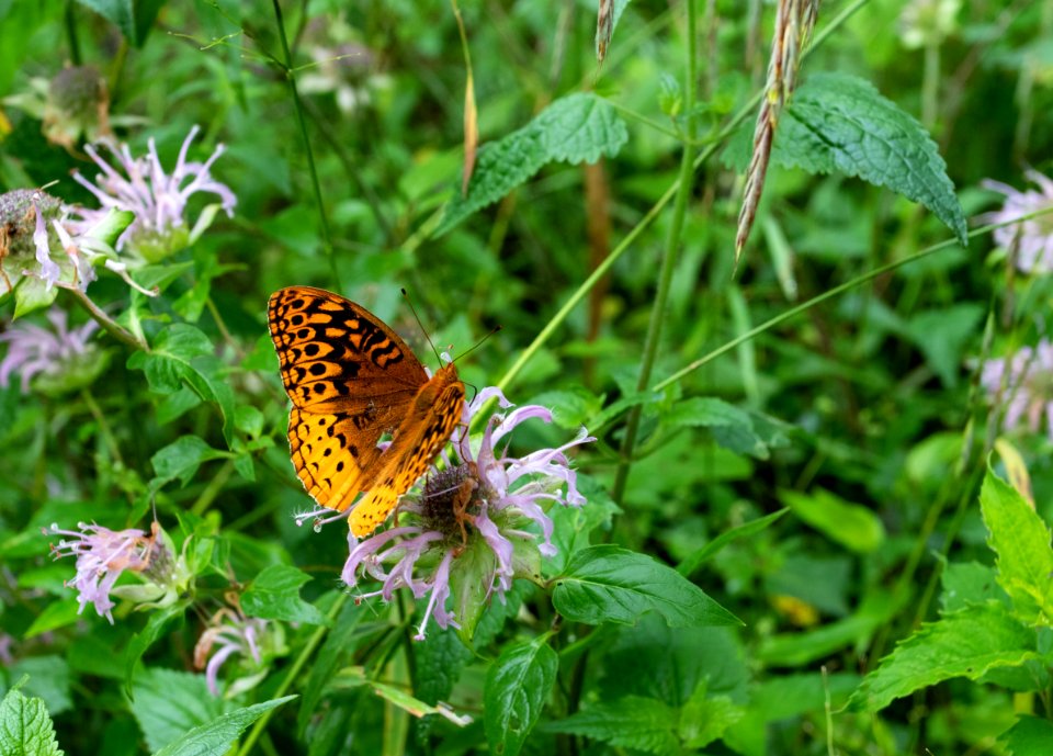 Great spangled fritillary
