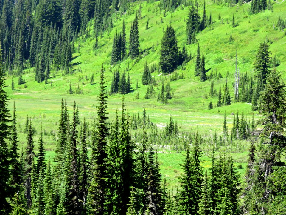 Mt. Rainier NP in WA