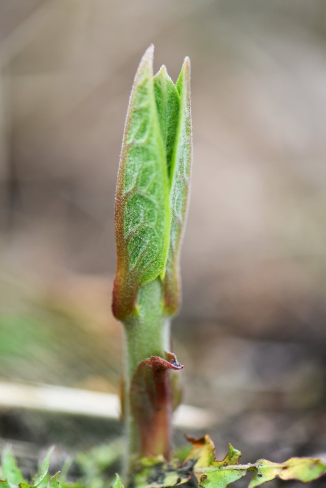 Common milkweed