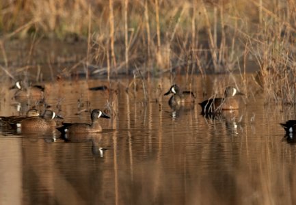 Blue-winged teal
