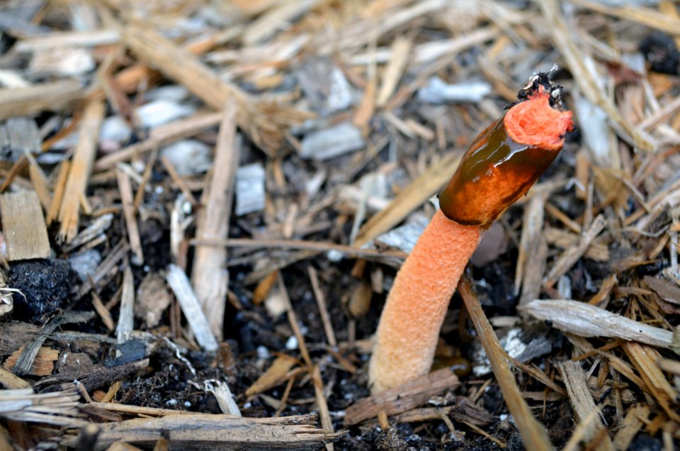 Elegant stinkhorn fungus