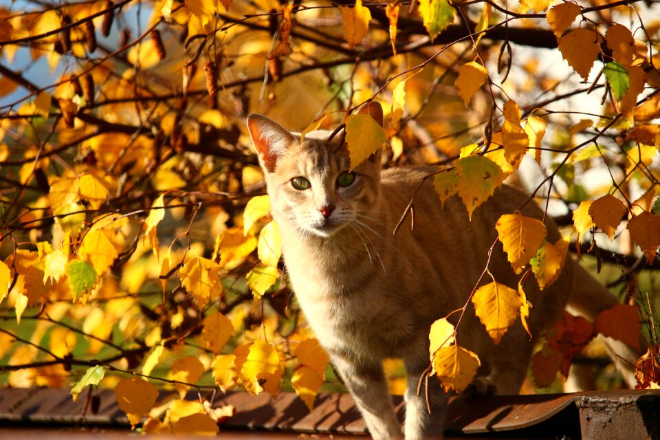Mieze fall foliage kitten